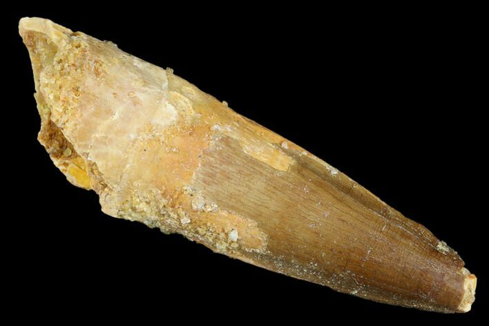 Spinosaurus Tooth - Real Dinosaur Tooth #176699